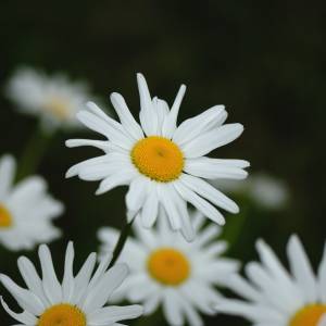 Margrietbloemen in bloei.