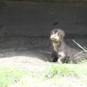 Eerste reuzenotterjong in Nederland vanaf nu ook buiten te zien in AquaZoo