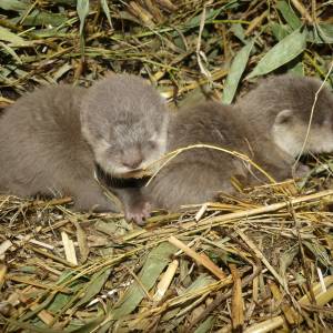 Lente is begonnen in AquaZoo: otters, balearenpadden en wallaby geboren