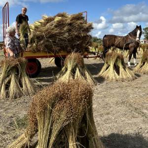 Vlasroute laat het verleden herleven met vlas repelen en paardenkracht
