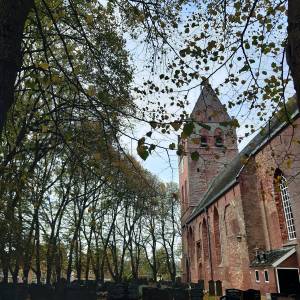 Onderhoud bomenrij Sint Vituskerk in Stiens van start