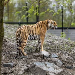 Nieuw tijgergebied in AquaZoo vanaf dit weekend open voor bezoekers