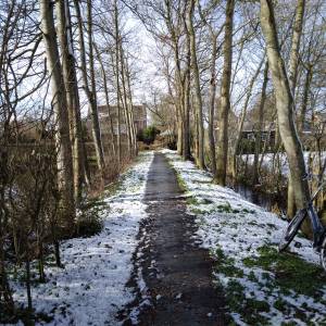 BOMEN IN DE WINTER