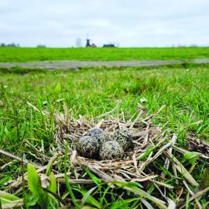 Vogelwacht Jelsum Cornjum Britsum viert 80-jarig bestaan