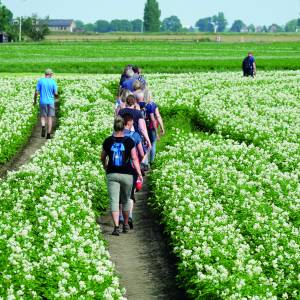 Aindlik weer ‘n Midseumer Môlnkoier