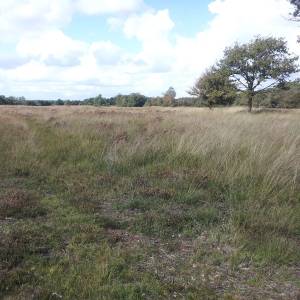 Drukte in de Friese natuur<br />Coronavirus en voorjaar trekken mensen naar het bos