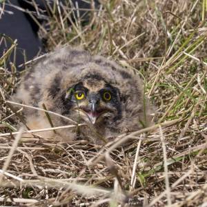 Geweldig muizenjaar was goed voor vogelstand