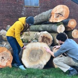 Stadshout Leeuwarden geeft gekapte bomen Sint Bonifatius Park tweede leven