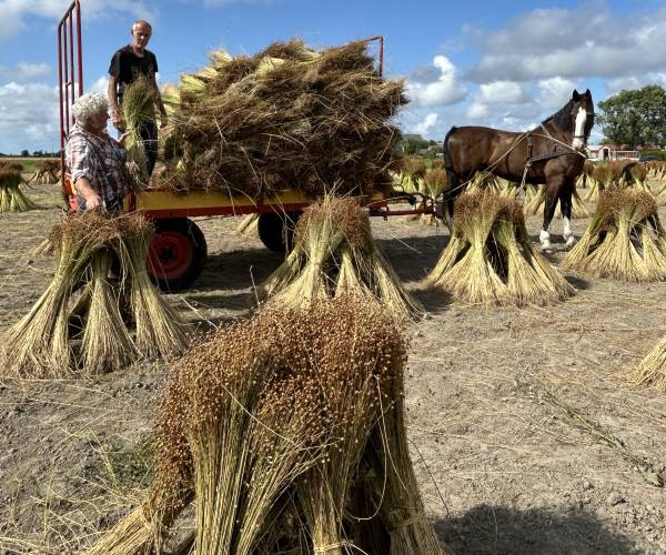 Vlasroute laat het verleden herleven met vlas repelen en paardenkracht