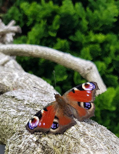 57 Ook in eigen tuin altijd vakantie plezier, zoals met deze mooie vlinder die er eens lekker voor ging zitten in de zon (Henk Vrieling)