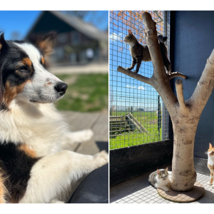 Open dag bij dierenpension en zorgboerderij