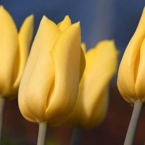 Gele tulpen in Mei