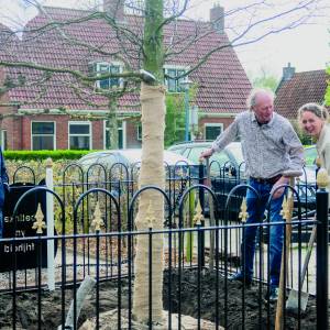 Herdenkingsboom in Marrum opnieuw aangeplant
