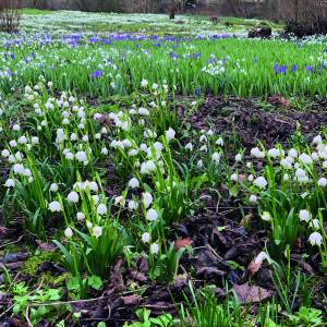 Stinze-Stiens: Open tuin 4 maart