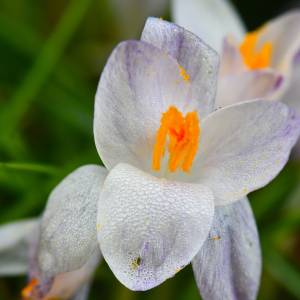 Krokus als lentebode