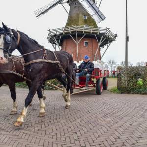 Molenseizoen met paard en wagen en haver geopend