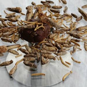 Voorjaarsvakantie: insecten proeven, knutselen of naar het insectenhotel in het Fries Landbouwmuseum