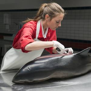 Strandingen bruinvissen en mosdiertjes op Waddeneilanden opvallendst in 2021