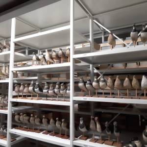 Collectie lokvogels van Natuurmuseum Fryslân uitgebreid