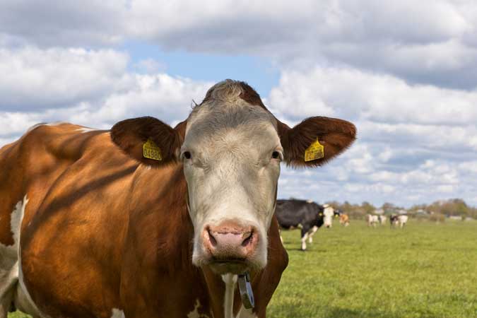 66 Heel nieuwsgierige koe in de buurt van Siegerswoude (Ria Algra)