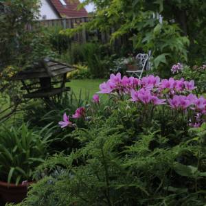 Opnieuw openen 18 tuinen in Friesland hun tuinhekjes
