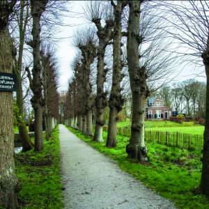 Oudste monumentale bomen van gemeente Leeuwarden op Martenastate