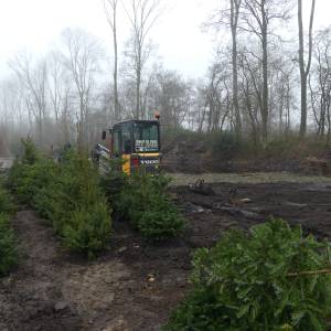 Eerste ingeleverde kerstbomen de grond in bij AquaZoo Leeuwarden