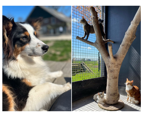 Open dag bij dierenpension en zorgboerderij